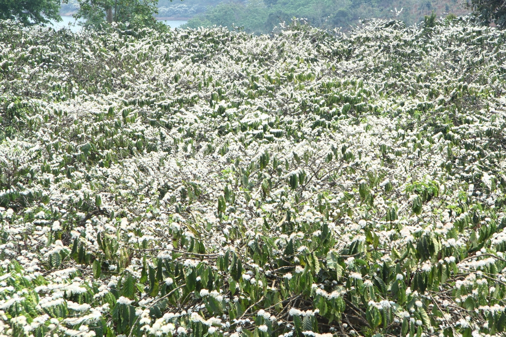 Đắk Nông: Bảo đảm cung ứng, vận hành lưới điện mùa khô năm 2021