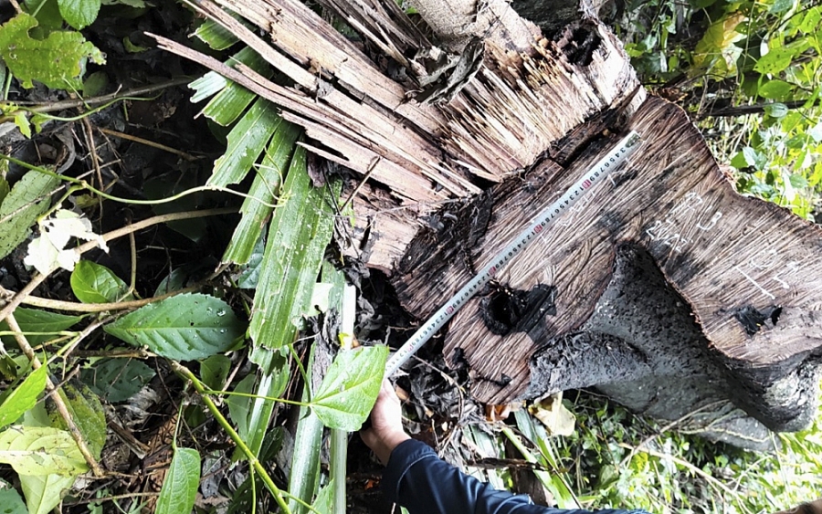 Nghệ An: Nhiều khuất tất trong vụ bảo vệ công ty khoáng sản phá rừng