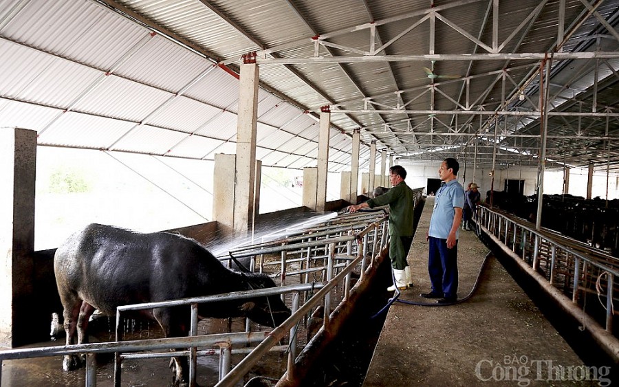 Nghệ An: Giá trâu, bò giảm, người chăn nuôi gặp khó