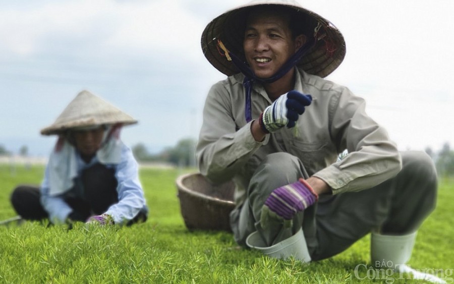 Nghệ An: Người 'thuần hóa' rau dại trên đất nhiễm mặn