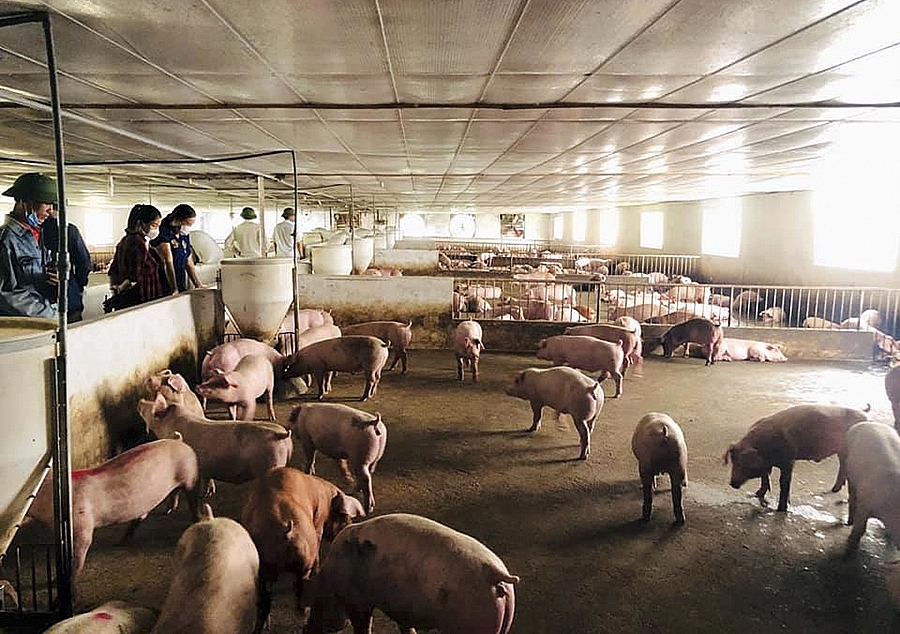 Nghệ An: Bảo đảm nguồn cung thịt lợn dịp cuối năm