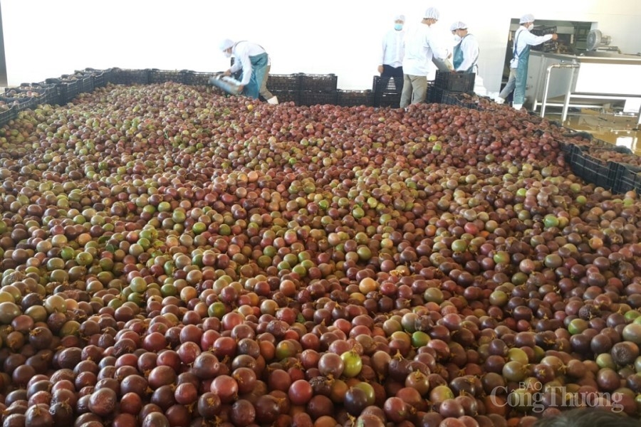 Gia Lai: Chú trọng thu hút đầu tư vào công nghiệp chế biến Gia Lai: Chú trọng thu hút đầu tư vào công nghiệp chế biến