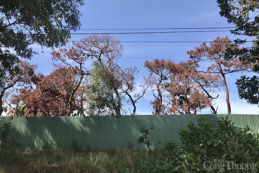Công an vào cuộc vụ tính thiếu tiền tỉ chi phí tạo rừng tại dự án sân golf Đăk Đoa (tỉnh Gia Lai)