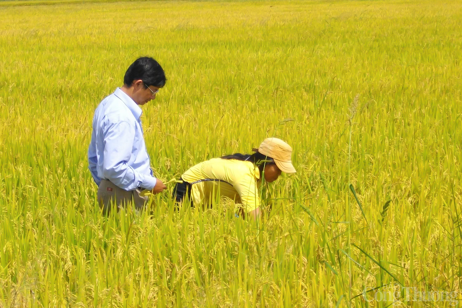 Sản xuất gạo ngon nhất thế giới trên cao nguyên M’nông