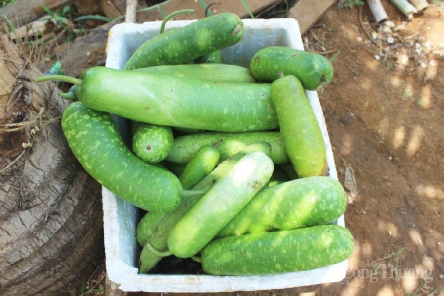 Anh thanh niên vùng biên Đắk Lắk làm giàu từ ốc nhồi Anh thanh niên vùng biên Đắk Lắk làm giàu từ ốc nhồi