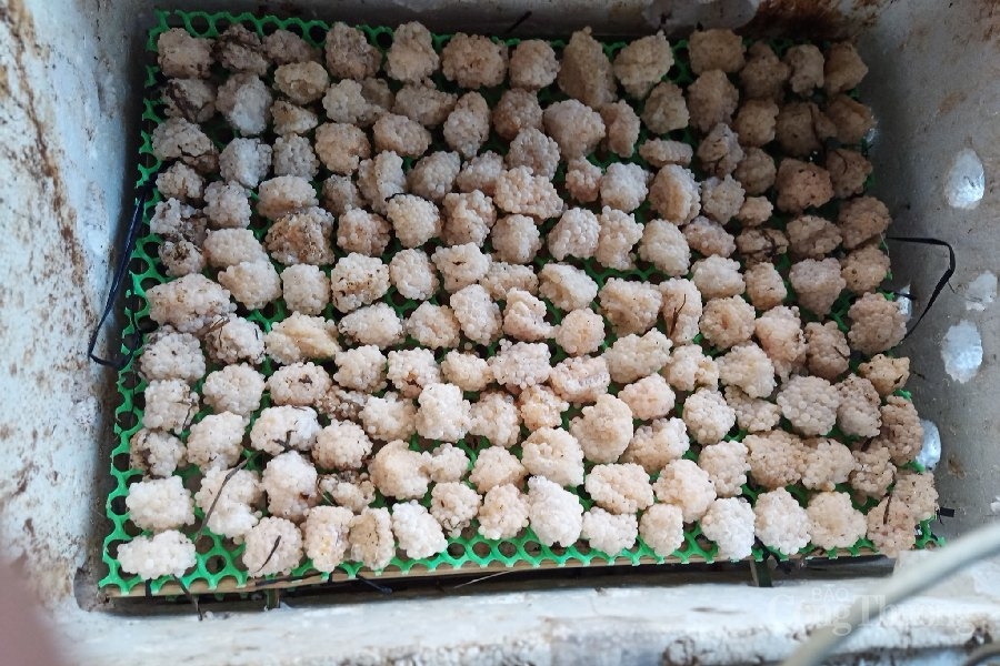 Anh thanh niên vùng biên Đắk Lắk làm giàu từ ốc nhồi Anh thanh niên vùng biên Đắk Lắk làm giàu từ ốc nhồi