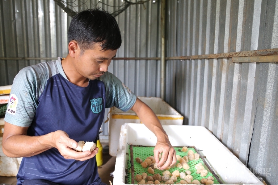 Anh thanh niên vùng biên Đắk Lắk làm giàu từ ốc nhồi