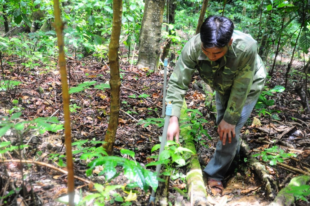Quảng Nam xin chuyển 25ha rừng tự nhiên để làm đường đến vùng sâm Ngọc Linh