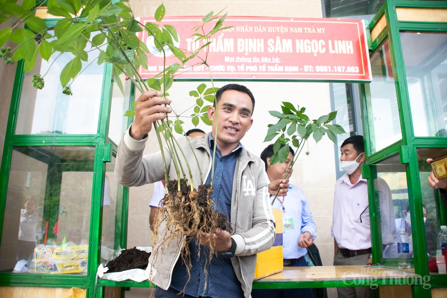 undefined Độc đáo Hội thi Sâm Ngọc Linh tại Quảng Nam