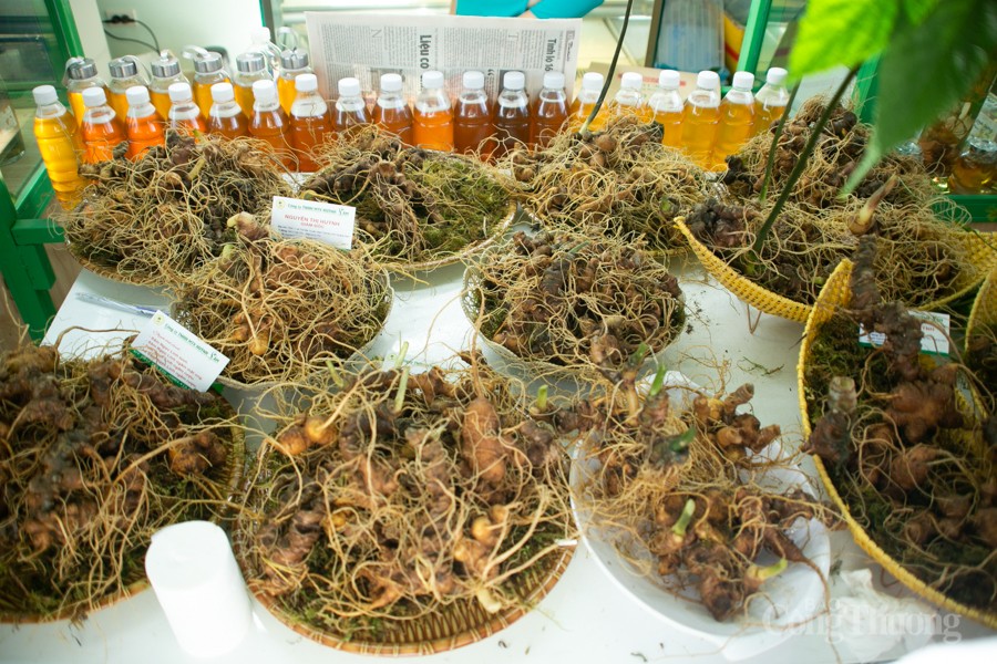 Độc đáo Hội thi Sâm Ngọc Linh tại Quảng Nam Độc đáo Hội thi Sâm Ngọc Linh tại Quảng Nam