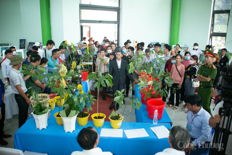 undefined Độc đáo Hội thi Sâm Ngọc Linh tại Quảng Nam