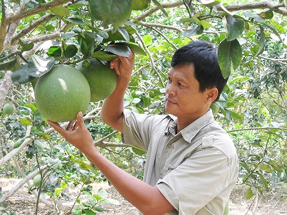 chi dan dia ly giup buoi da xanh ben tre duoc gia