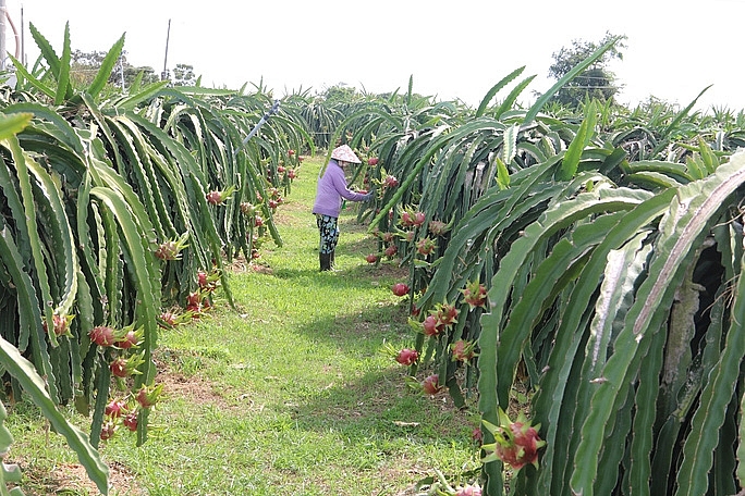 Vùng trồng thanh long Bình Thuận