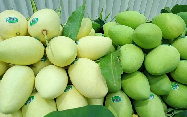 Việt Nam là thị trường cung cấp trái xoài lớn thứ 3 cho Hàn Quốc