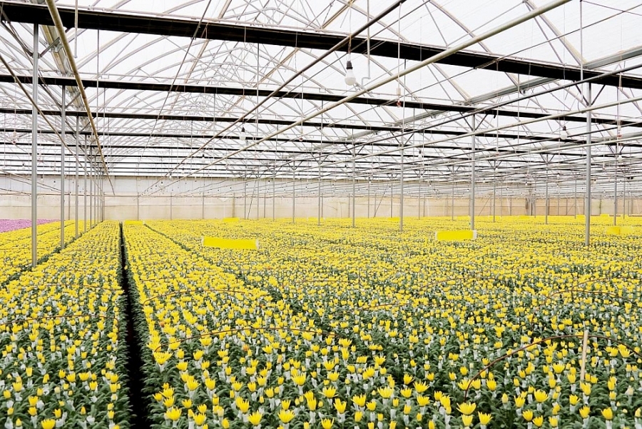 Nhà kính trồng hoa Cúc xuất khẩu của Dalat Hasfarm