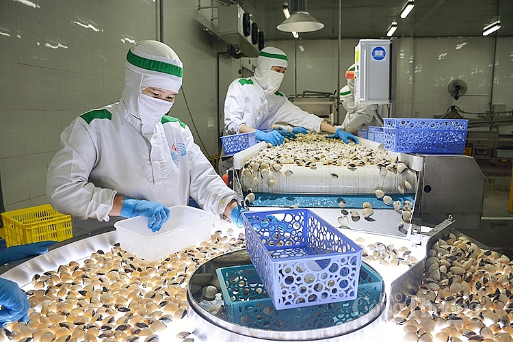 xuất khẩu nghêu xuất khẩu nghêu