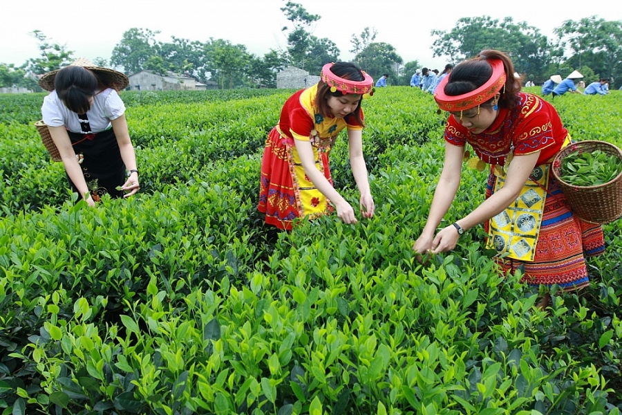 Cách nào gia tăng xuất khẩu chè sang thị trường Trung Đông, Bắc Phi, Nam Á?