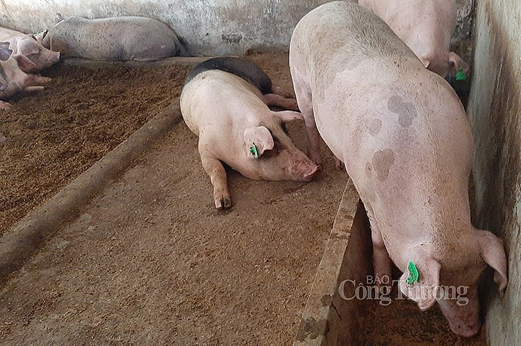 Giá lợn hơi hôm nay 10/6: Ghi nhận mức giá thấp nhất 54.000 đồng/kg