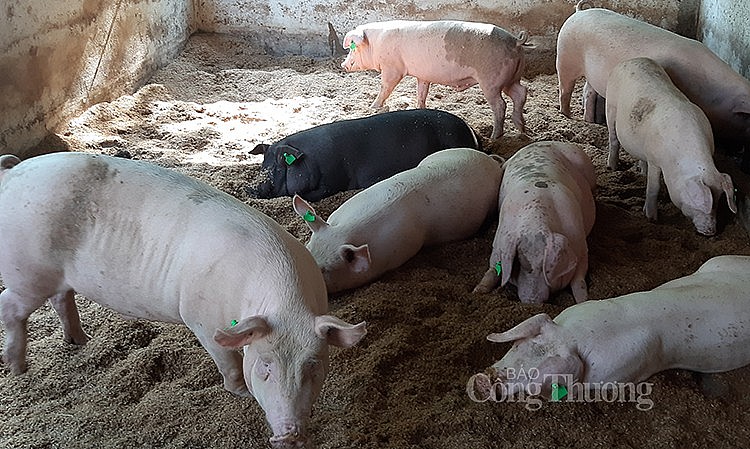 Giá lợn hơi hôm nay 1/7: Ghi nhận mức giảm nhẹ 1.000 đồng/kg