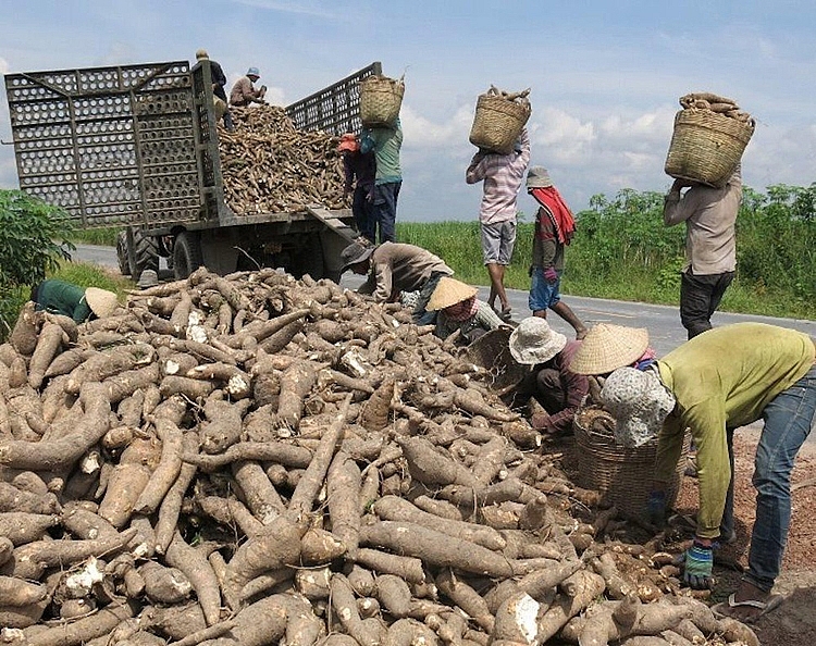 Thị phần sắn lát và tinh bột sắn của Việt Nam trong tổng nhập khẩu của Trung Quốc giảm
