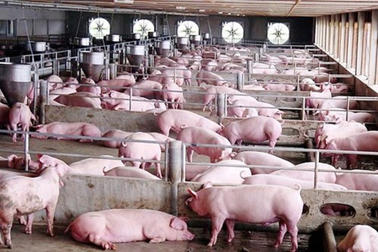 Giá heo hơi hôm nay 6/6: Tăng 1.000 - 2.000 đồng/kg rải rác tại một vài địa phương