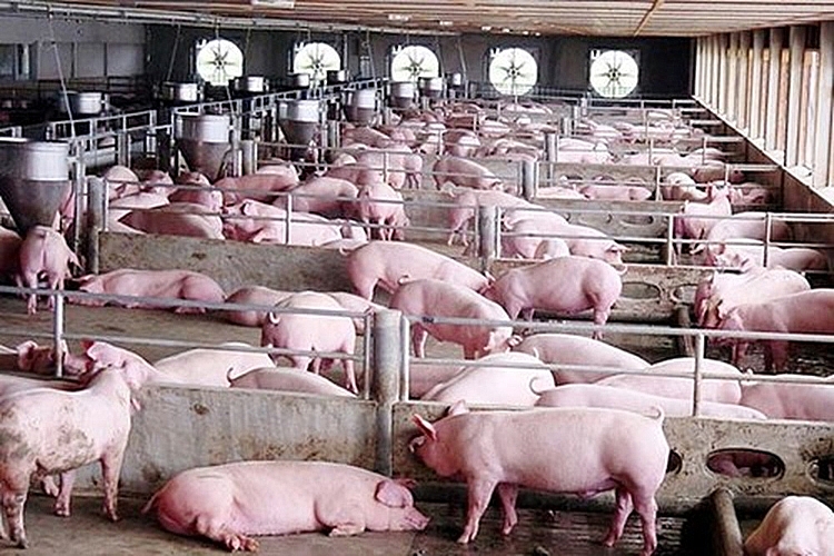 Giá lợn hơi hôm nay 17/6: Dao động trong khoảng 53.000 – 58.000 đồng/kg