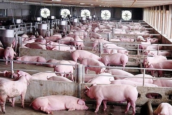 Giá lợn hơi hôm nay 1/2: Tiếp đà giảm tại một số tỉnh thành thuộc khu vực phía Bắc