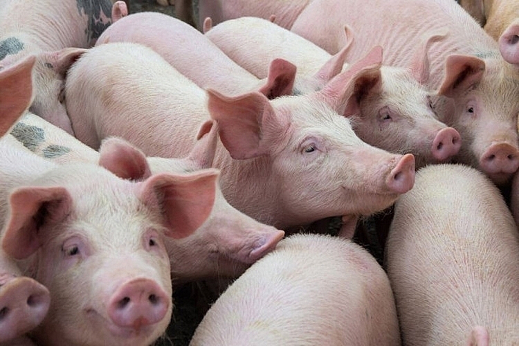Giá lợn hơi hôm nay 17/3: Điều chỉnh 1.000 đồng/kg tại 2 miền Bắc - Nam