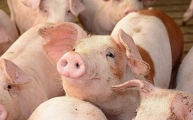 Giá lợn hơi hôm nay 15/6: Tiếp tục tăng - giảm trái chiều 1.000 - 2.000 đồng/kg