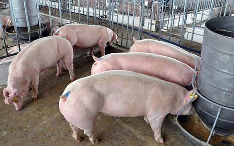 Giá lợn hơi hôm nay 14/6: Tăng giảm trái chiều từ 1.000-2.000 đồng/kg