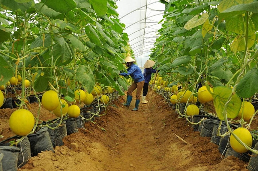 Ra mắt diễn đàn “Thông tin kết nối sản xuất và tiêu thụ nông sản”