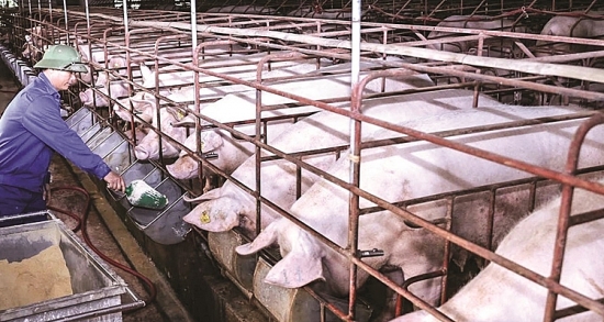 Giá heo hơi hôm nay 29/3: Tăng-giảm 1.000 đồng/kg tại một vài địa phương
