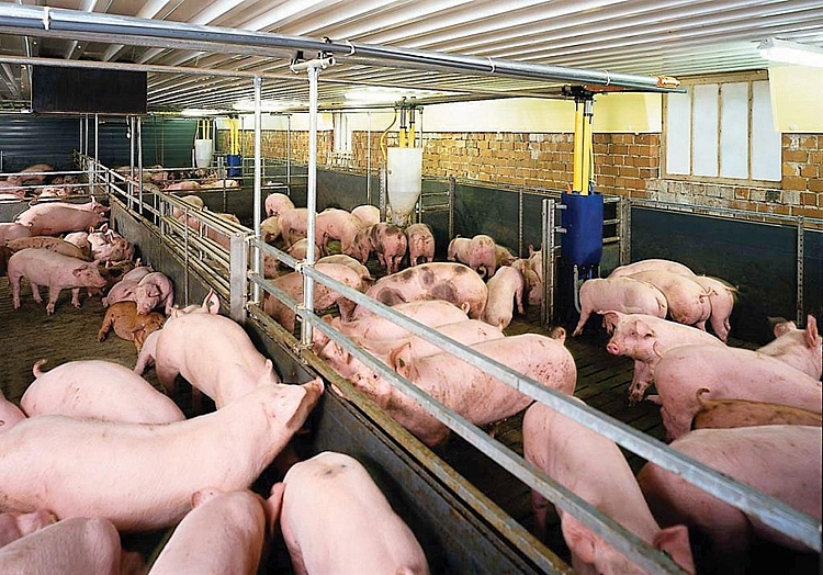 Giá lợn hơi hôm nay 16/6: Tăng/giảm 1.000 - 2.000 đồng/kg tại khu vực miền Nam