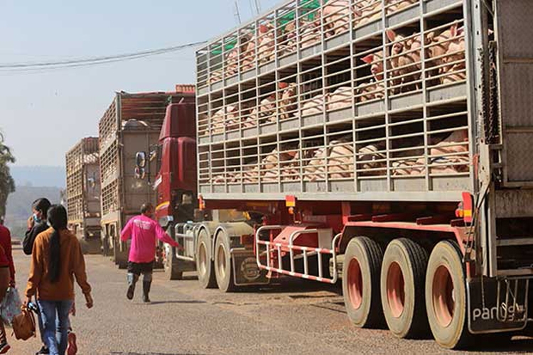 Campuchia cấm nhập khẩu lợn sống từ Thái Lan và Việt Nam
