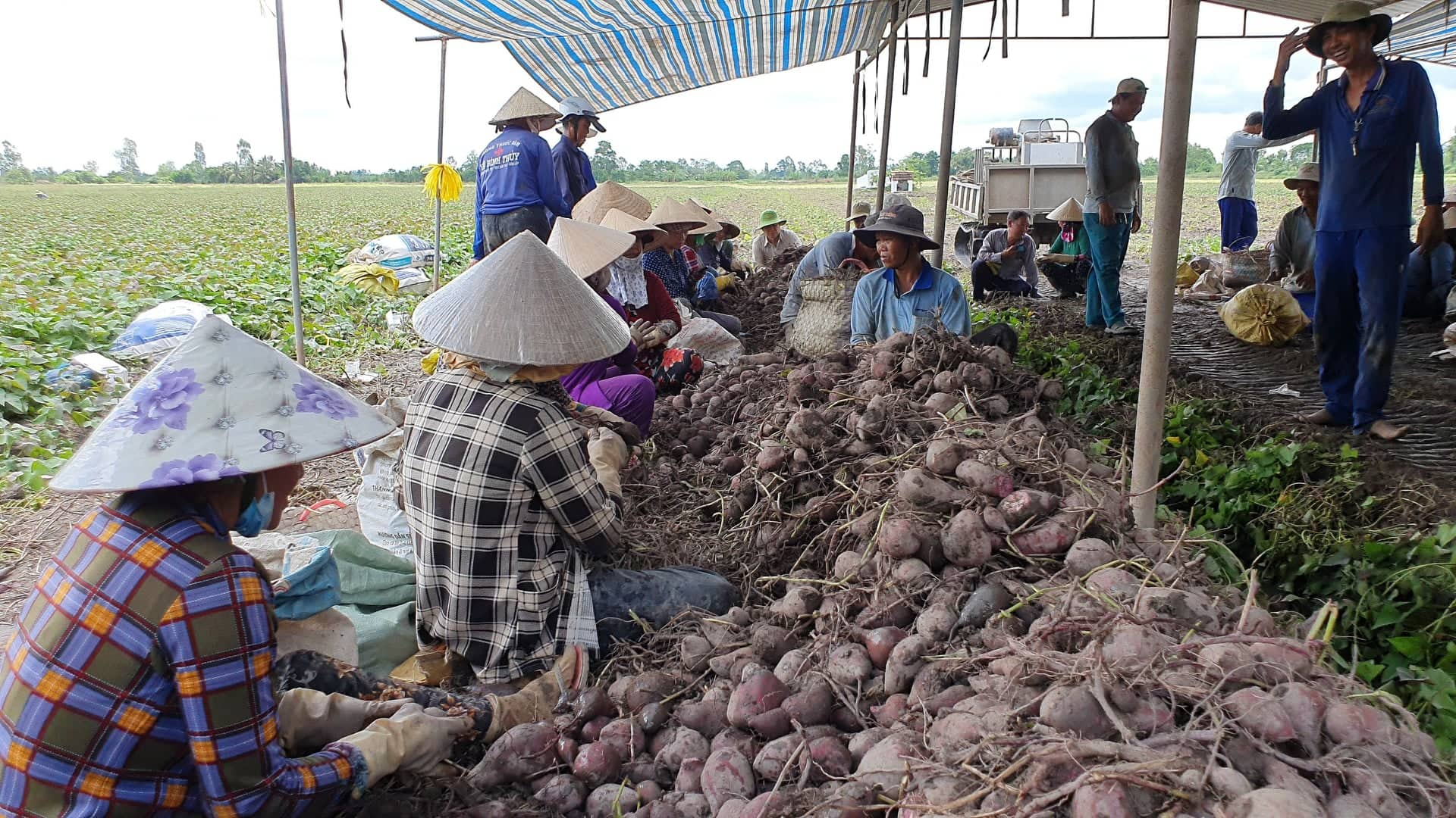 Từ trước đến nay, thị trường xuất khẩu lớn của khoai lang l&amp;agrave; Trung Quốc nhưng chủ yếu qua đường tiểu ngạch, tiềm ẩn rất nhiều rủi ro cho cả n&amp;ocirc;ng d&amp;acirc;n v&amp;agrave; doanh nghiệp xuất khẩu&amp;hellip;