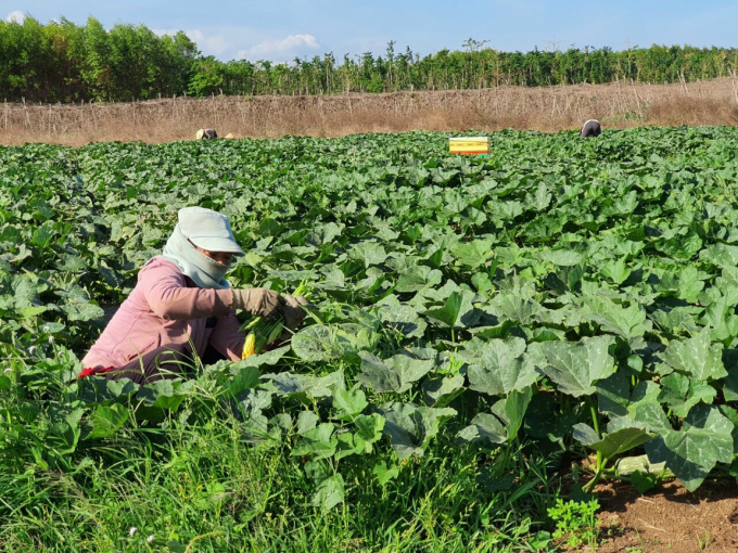 Đợt dịch này, khi mua bán hàng trực tiếp gặp nhiều khó khăn mới thấy sàn thương mại điện tử vô cùng ý nghĩa. Ảnh: Trọng Linh.