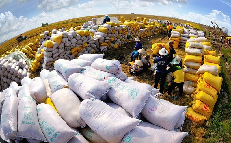 Giá lúa gạo hôm nay 30/11: Giá lúa thu đông tăng 100 – 400 đồng/kg