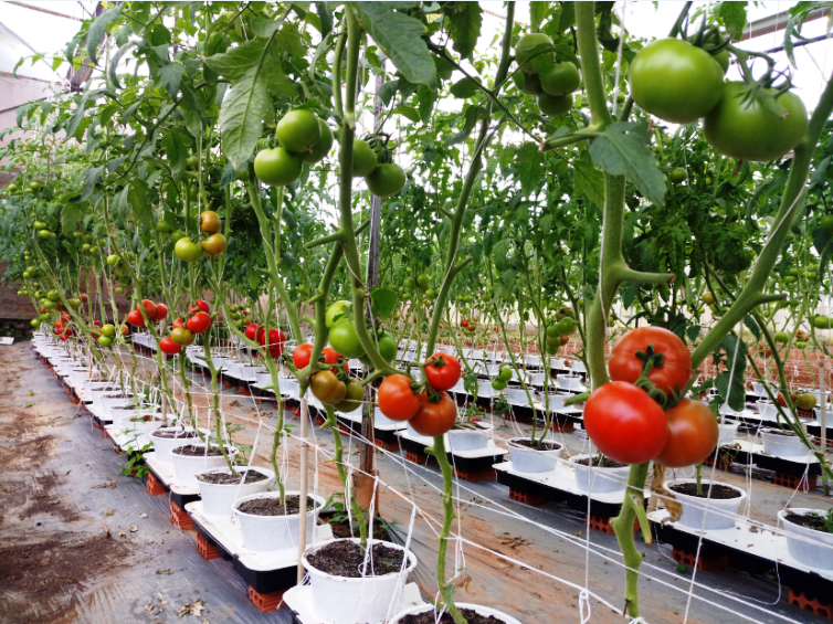 Mai Sơn phát triển nông nghiệp ứng dụng công nghệ cao gắn với du lịch 