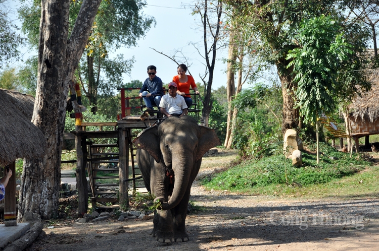 Đắk Lắk triển khai mô hình du lịch thân thiện với voi