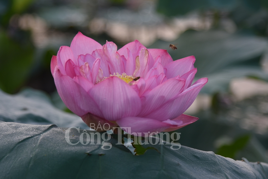 https://congthuong.vn/stores/news_dataimages/phamtiep/062019/06/13/2917_DSC_6822_copy.jpg