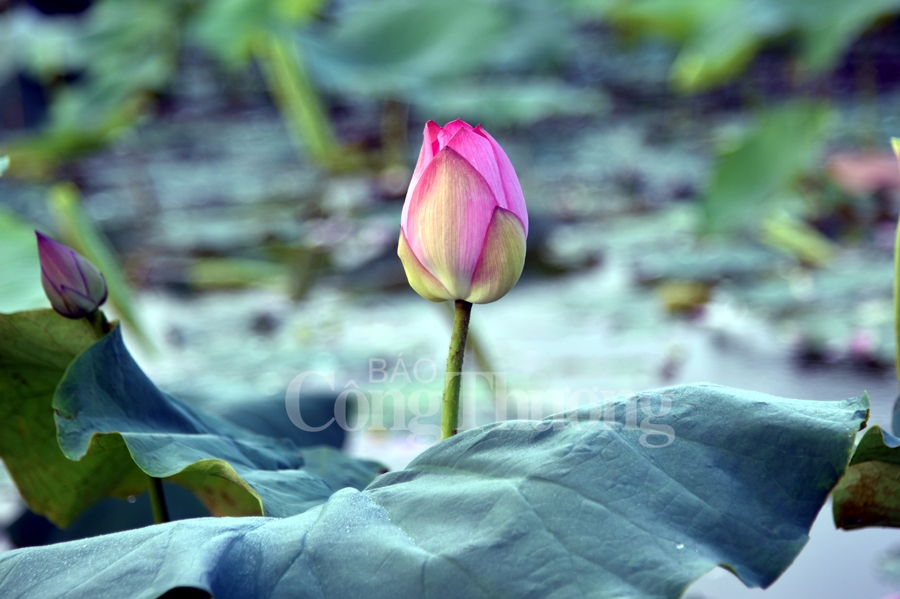 https://congthuong.vn/stores/news_dataimages/phamtiep/062019/06/13/2918_DSC_6824_copy.jpg