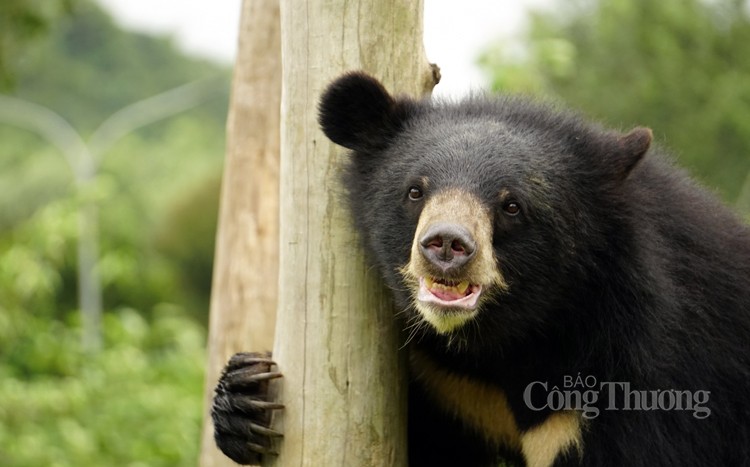 Cơ sở bảo tồn gấu Ninh Bình: Đưa gấu về môi trường bán hoang dã