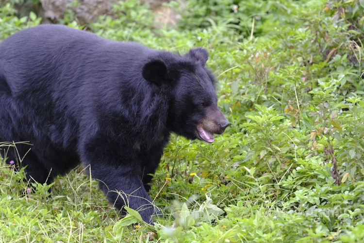 Cơ sở bảo tồn gấu Ninh Bình: Đưa gấu về môi trường bán hoang dã