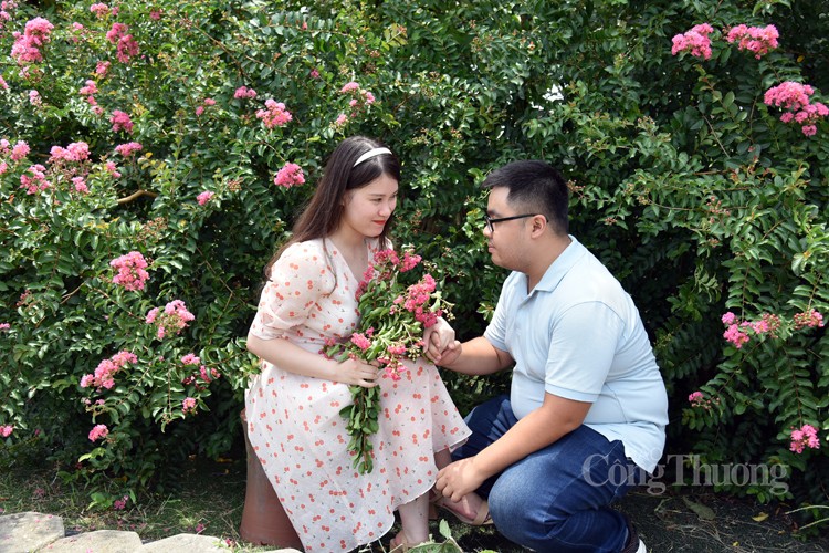 Rực rỡ sắc hoa tường vi Rực rỡ sắc hoa tường vi