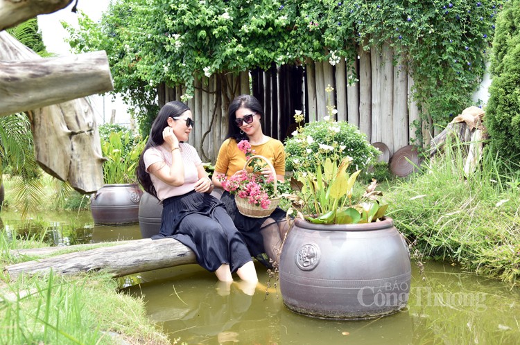 Rực rỡ sắc hoa tường vi Rực rỡ sắc hoa tường vi