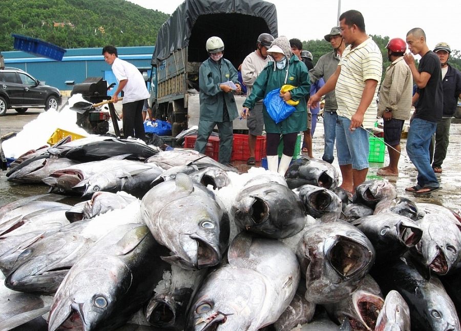 Xuất khẩu cá ngừ: Tận dụng hiệu quả các FTA