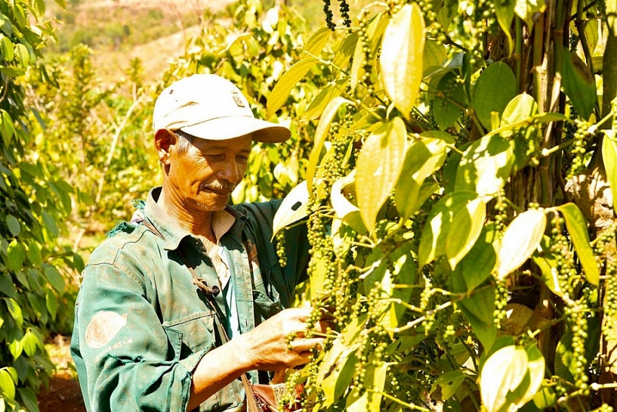 Tỉnh Đắk Nông: Sản xuất công nghiệp và thương mại tăng trưởng khá