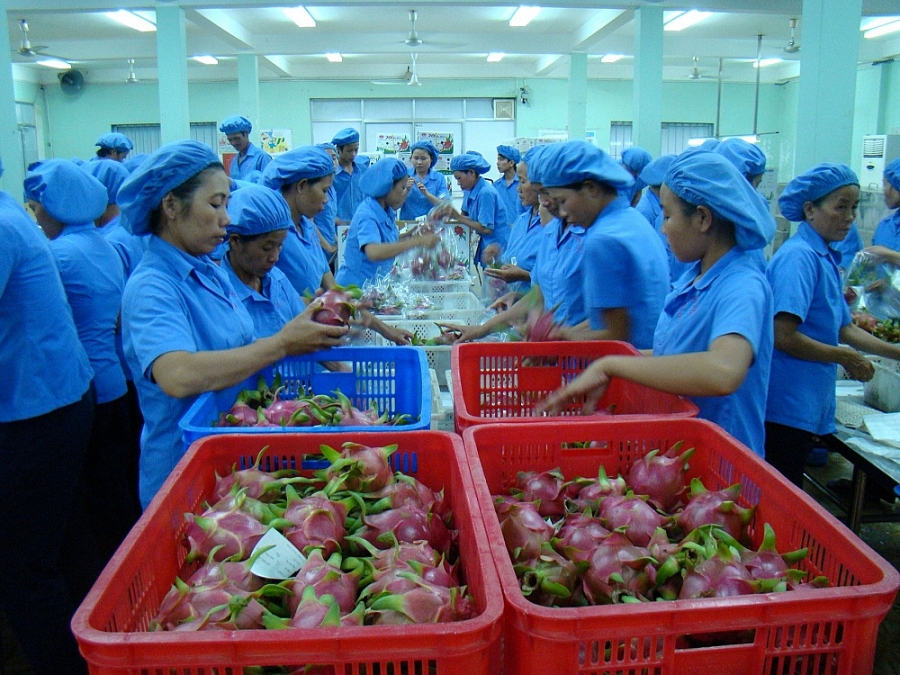 Xuất khẩu nông sản: Bộ Công Thương khuyến cáo điều gì? Xuất khẩu nông sản: Bộ Công Thương khuyến cáo điều gì?