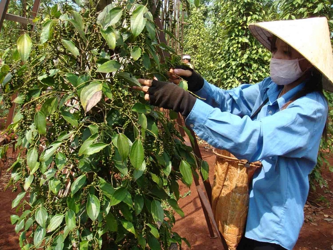 de xuat khau ho tieu ben vung