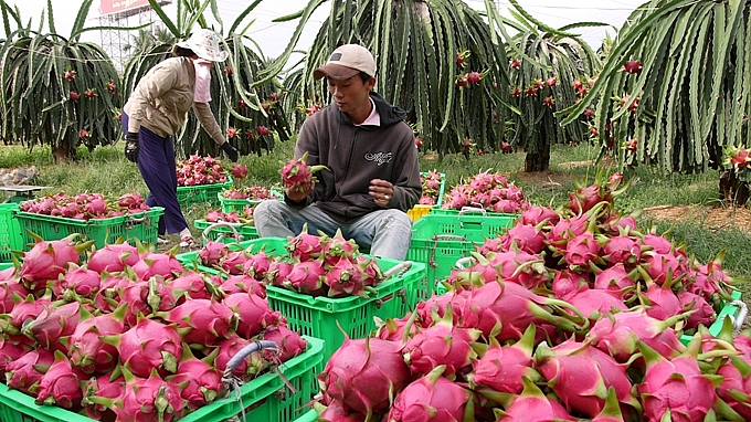 un u trai cay xuat khau sang trung quoc bo cong thuong khuyen cao